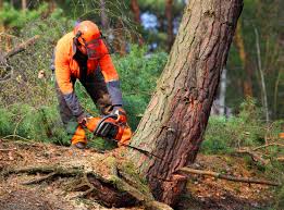 Best Emergency Tree Removal  in Laguna Beach, CA