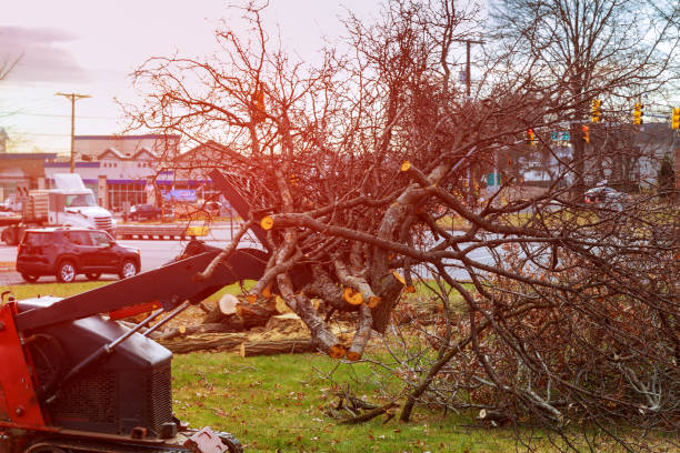 How Our Tree Care Process Works  in  Laguna Beach, CA