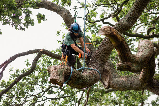 Best Tree Health Inspection  in Laguna Beach, CA