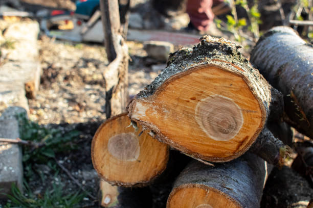 Best Tree Disease Treatment  in Laguna Beach, CA