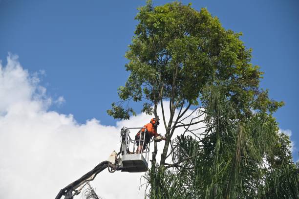 Trusted Laguna Beach, CA Tree Care Experts