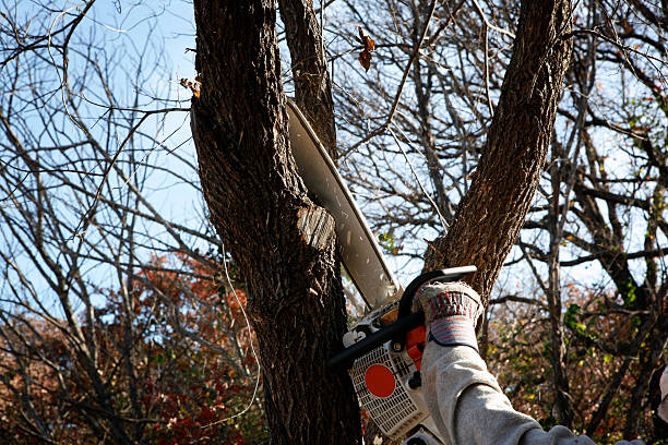 Best Tree Trimming and Pruning  in Laguna Beach, CA